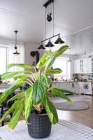 Aglaonema close-up in the interior on table. Houseplant Growing and caring for indoor plant, green home photo