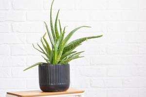 áloe vera es un útil medicinal planta en interior en blanco ladrillo pared. en conserva casa plantas, verde hogar decoración, cuidado y cultivo foto