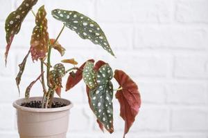 Home potted plant begonia maculata polka dot leaves decorative deciduous in interior on table of house. Hobbies in growing, greenhome photo