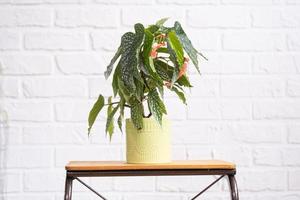 Home potted plant begonia angel wings snowstorm polka dot leaves decorative deciduous in interior on table of house. Hobbies in growing, greenhome photo