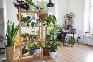 Shelving with a group of indoor plants in the interior. Houseplant Growing and caring for indoor plant, green home photo