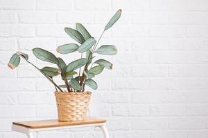 Ctenanthe Burle-Marxii Amagris in interior on whtite brick wall. Marantaceae Potted house plants, green home decor, care and cultivation photo