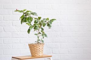 Red hibiscus varietal flower with variegated leaves in a wicker planter in the interior against a white brick wall. Growing house plants in a pot at green home photo