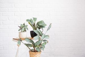 Ctenanthe Burle-Marxii Amagris in interior on whtite brick wall. Marantaceae Potted house plants, green home decor, care and cultivation photo