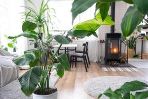 Strelitzia nicolai close-up in the interior on the stand. Houseplant Growing and caring for indoor plant, green home in scandinavian loft style with metal stove fireplace with hot fire photo