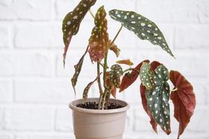 Home potted plant begonia maculata polka dot leaves decorative deciduous in interior on table of house. Hobbies in growing, greenhome photo