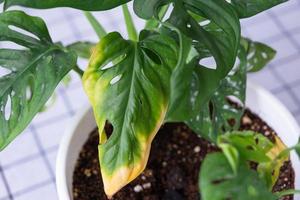 Problems in cultivation of domestic plants Monstera Monkey Mask - leaves leaves with yellow dry tips, wilted, affected by spider mite, overflow of plant, rotting photo