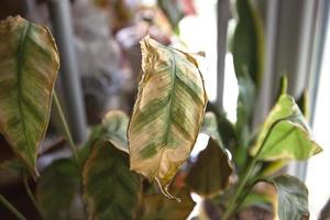 Problems in the cultivation of domestic plants - Calathea leaves affected by a spider mite, yellow and dry tips, the overflow of the plant, rotting of the roots. Plant treatment and pest and fungus photo