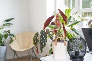 Home potted plant begonia maculata polka dot leaves decorative deciduous in interior on table of house. Hobbies in growing, greenhome photo