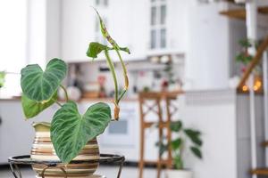 Philodendron verrucosum close-up in the interior on the stand. Houseplant Growing and caring for indoor plant, green home in scandinavian loft style with metal stove fireplace with hot fire photo