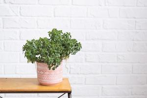 Aichryson árbol de amor de cerca en el interior en blanco ladrillo pared. en conserva casa plantas, verde hogar decoración, cuidado y cultivo foto