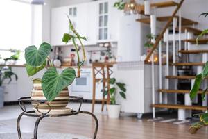 Philodendron verrucosum close-up in the interior on the stand. Houseplant Growing and caring for indoor plant, green home in scandinavian loft style with metal stove fireplace with hot fire photo