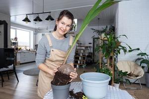 mujer replanta un Coco palma nuez con un terrón de tierra y raíces en un maceta a hogar en interior. verde casa, cuidado y cultivo de tropical plantas foto