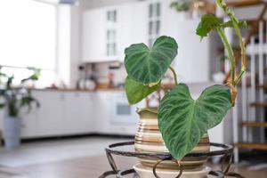 filodendro verrucoso de cerca en el interior en el pararse. planta de casa creciente y cuidando para interior planta, verde hogar en escandinavo desván estilo con metal estufa hogar con caliente fuego foto