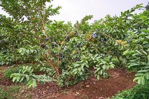 Vibrant Green Guavas. A Fresh and Fruity Harvest photo