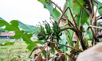 Banana Bliss. A Fresh Green Banana Tree in its Natural Habitat photo