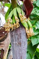 Banana Blossom Beauty. A Vibrant Display of Nature's Artistry photo