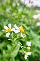 Wild Beauty. Close-up of Tanacetum Flowers in the Wild Plantation photo