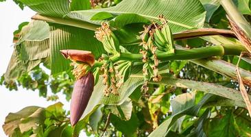 Banana Bliss. A Fresh Green Banana Tree in its Natural Habitat photo