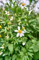 Wild Beauty. Close-up of Tanacetum Flowers in the Wild Plantation photo