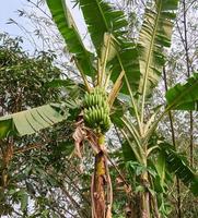 Banana Bliss. A Fresh Green Banana Tree in its Natural Habitat photo