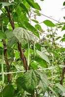 Green Beans Growing Fresh on the Plantation photo