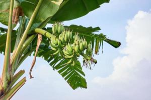 Banana Bliss. A Fresh Green Banana Tree in its Natural Habitat photo