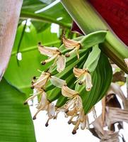 Banana Blossom Beauty. A Vibrant Display of Nature's Artistry photo