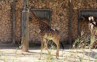 un alto jirafa vive en un zoo en tel aviva foto