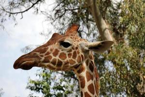 A tall giraffe lives in a zoo in Tel Aviv. photo