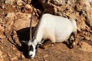 The antelope lives in the zoo in Tel Aviv in Israel. photo