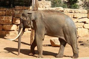 An African elephant lives in a zoo in Israel. photo