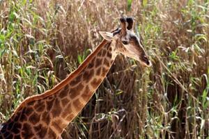 A tall giraffe lives in a zoo in Tel Aviv. photo
