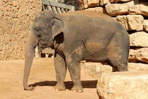 An African elephant lives in a zoo in Israel. photo