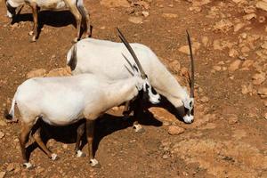 The antelope lives in the zoo in Tel Aviv in Israel. photo