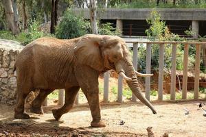 An African elephant lives in a zoo in Israel. photo