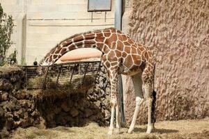 A tall giraffe lives in a zoo in Tel Aviv. photo