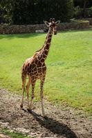 A tall giraffe lives in a zoo in Tel Aviv. photo