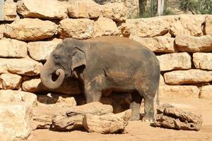 An African elephant lives in a zoo in Israel. photo