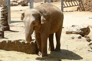 An African elephant lives in a zoo in Israel. photo