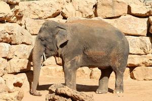 An African elephant lives in a zoo in Israel. photo