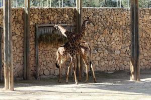 A tall giraffe lives in a zoo in Tel Aviv. photo