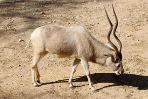 The antelope lives in the zoo in Tel Aviv in Israel. photo