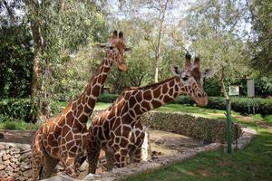 un alto jirafa vive en un zoo en tel aviva foto