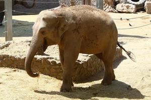 An African elephant lives in a zoo in Israel. photo