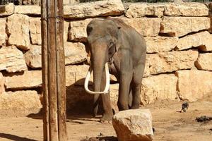 An African elephant lives in a zoo in Israel. photo