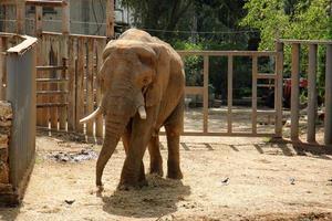 An African elephant lives in a zoo in Israel. photo