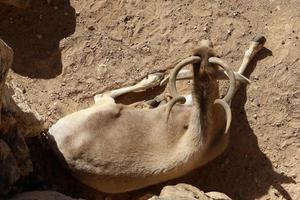 The antelope lives in the zoo in Tel Aviv in Israel. photo