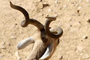 The antelope lives in the zoo in Tel Aviv in Israel. photo