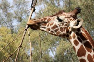 un alto jirafa vive en un zoo en tel aviva foto